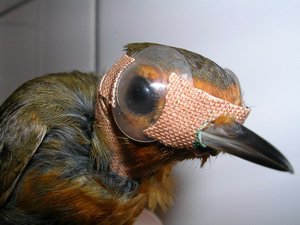 Kontaktlinsen für Zugvögel Kontaktlinsen für Zugvögel